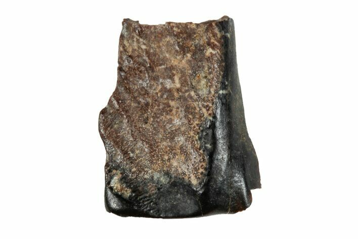 Fossil Ceratopsian Dinosaur Tooth - Judith River Formation #260330